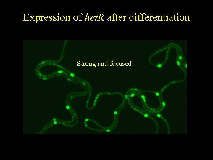 Expression of het. R after differentiation Strong and focused 