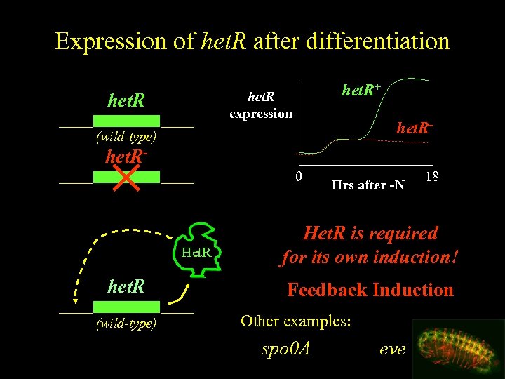 Expression of het. R after differentiation het. R+ het. R expression het. R- (wild-type)