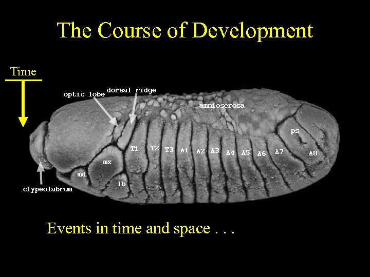 The Course of Development Time Events in time and space. . . 