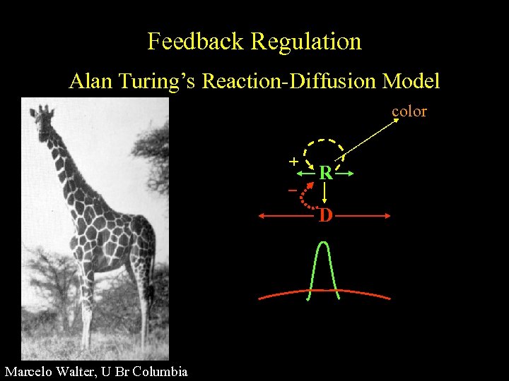 Feedback Regulation Alan Turing’s Reaction-Diffusion Model color + R D Marcelo Walter, U Br