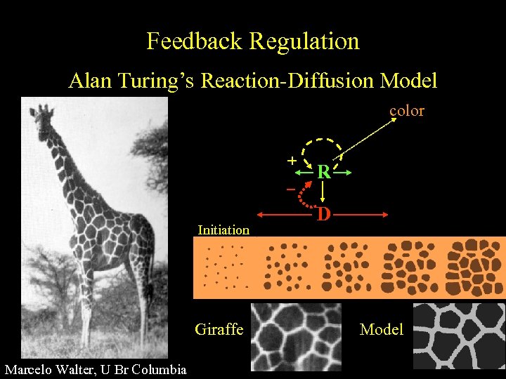 Feedback Regulation Alan Turing’s Reaction-Diffusion Model color + Initiation Giraffe Marcelo Walter, U Br