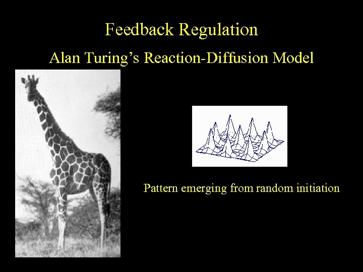 Feedback Regulation Alan Turing’s Reaction-Diffusion Model Pattern emerging from random initiation 