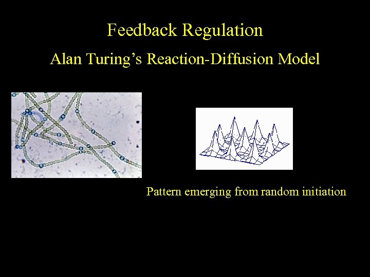 Feedback Regulation Alan Turing’s Reaction-Diffusion Model Pattern emerging from random initiation 