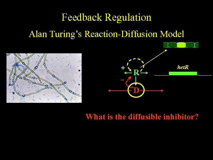 Feedback Regulation Alan Turing’s Reaction-Diffusion Model color + R het. R D What is