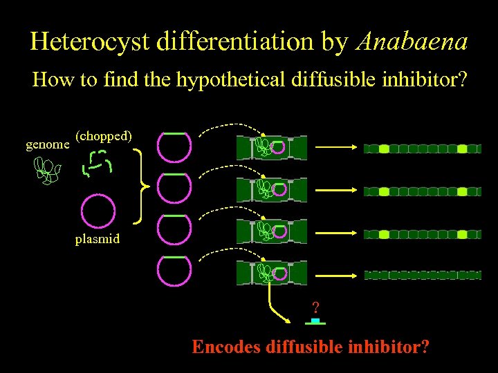 Heterocyst differentiation by Anabaena How to find the hypothetical diffusible inhibitor? genome (chopped) plasmid