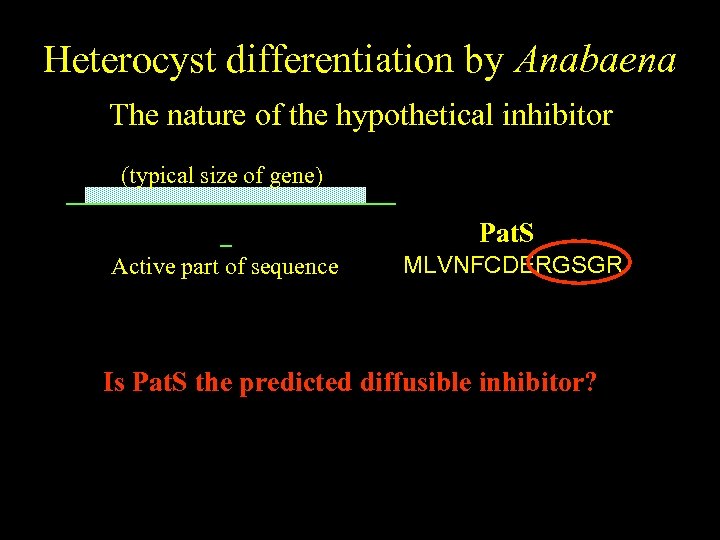 Heterocyst differentiation by Anabaena The nature of the hypothetical inhibitor (typical size of gene)