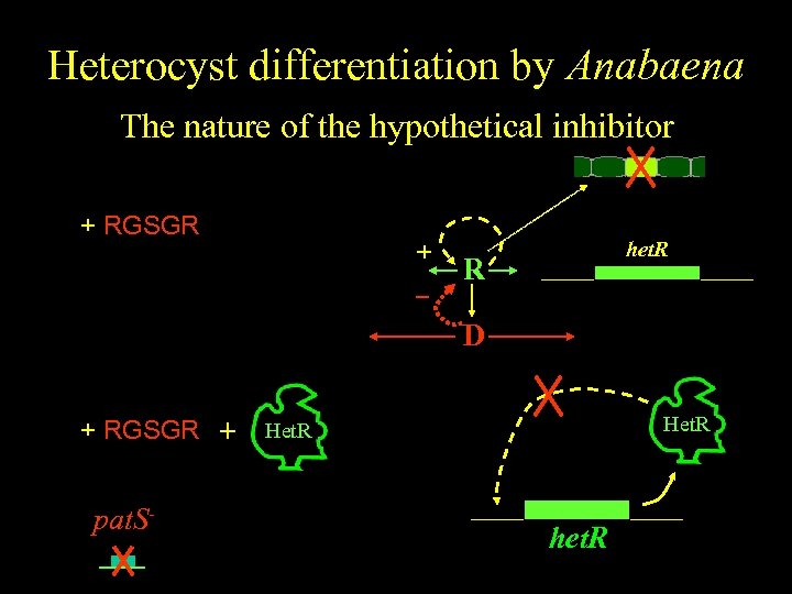 Heterocyst differentiation by Anabaena The nature of the hypothetical inhibitor color + RGSGR +