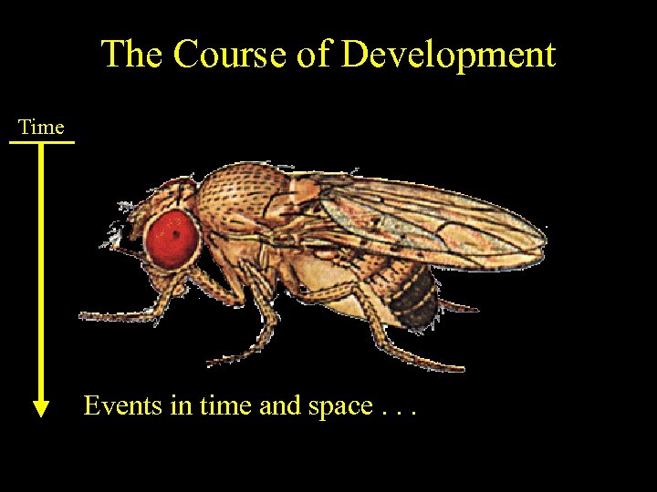 The Course of Development Time Events in time and space. . . 