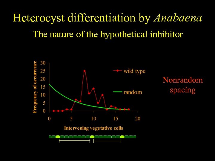 Heterocyst differentiation by Anabaena The nature of the hypothetical inhibitor Nonrandom spacing 