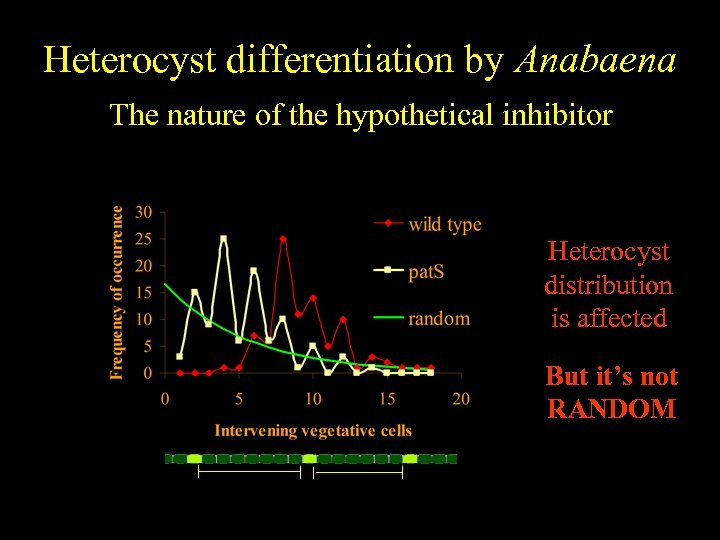 Heterocyst differentiation by Anabaena The nature of the hypothetical inhibitor Heterocyst distribution is affected