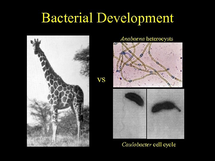 Bacterial Development End result. . . much simpler Bacillus sporulation Anabaena heterocysts vs Myxobacteria