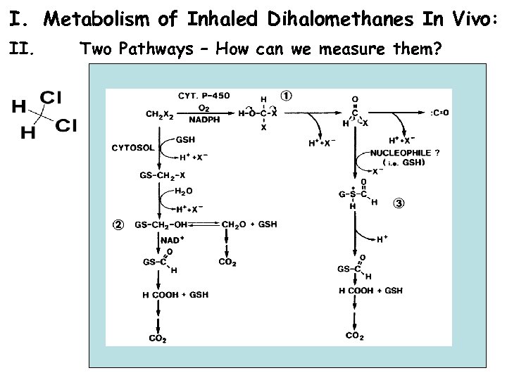 I. Metabolism of Inhaled Dihalomethanes In Vivo: II. Two Pathways – How can we