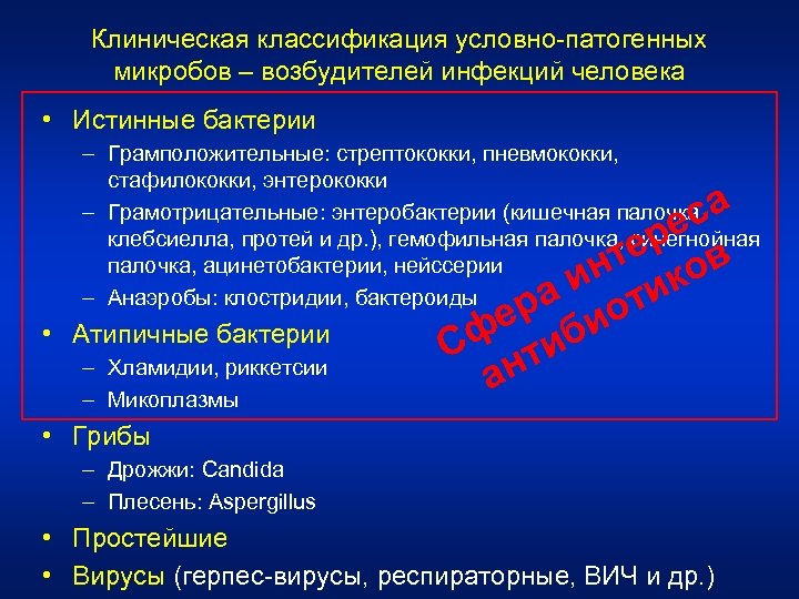 Клиническая классификация условно-патогенных микробов – возбудителей инфекций человека • Истинные бактерии – Грамположительные: стрептококки,