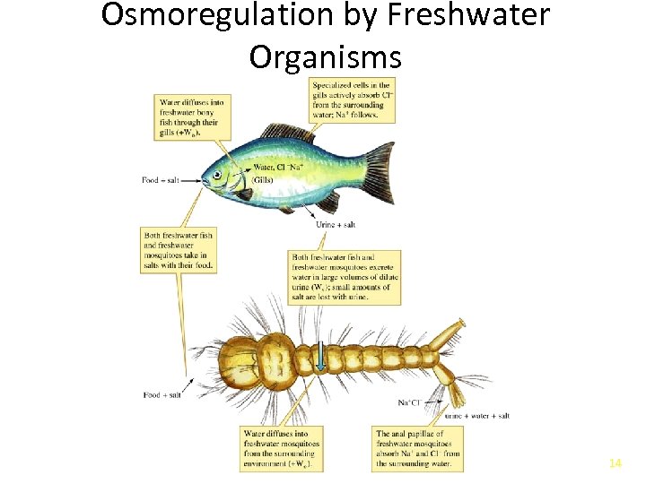 Osmoregulation by Freshwater Organisms 14 