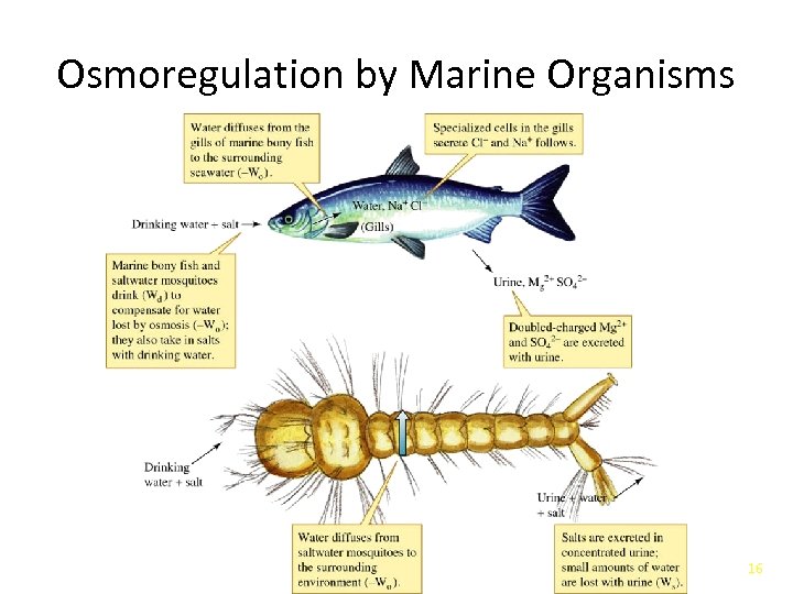 Osmoregulation by Marine Organisms 16 