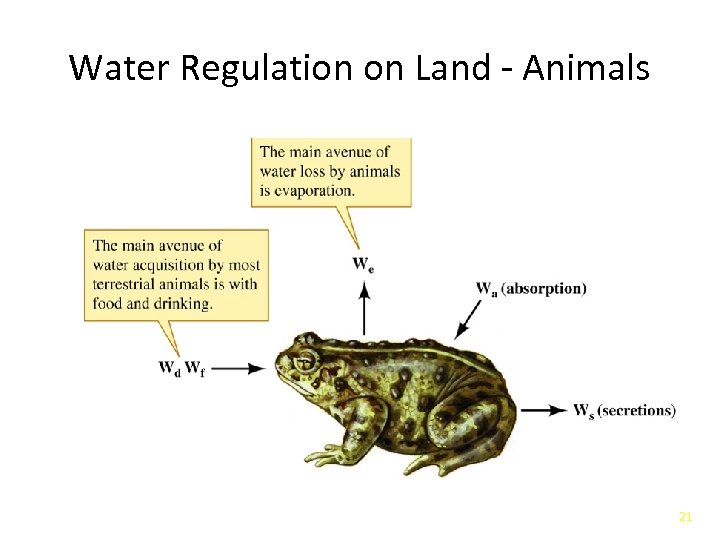 Water Regulation on Land - Animals 21 