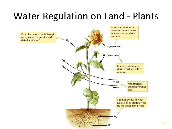 Water Regulation on Land - Plants 24 