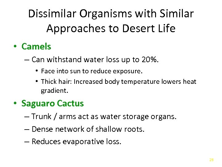 Dissimilar Organisms with Similar Approaches to Desert Life • Camels – Can withstand water