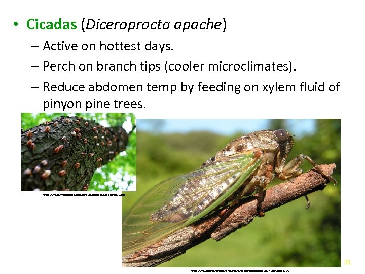  • Cicadas (Diceroprocta apache) – Active on hottest days. – Perch on branch