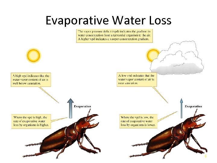 Evaporative Water Loss 6 