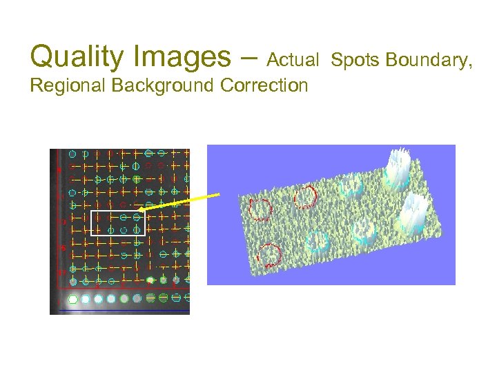 Quality Images – Actual Spots Boundary, Regional Background Correction 