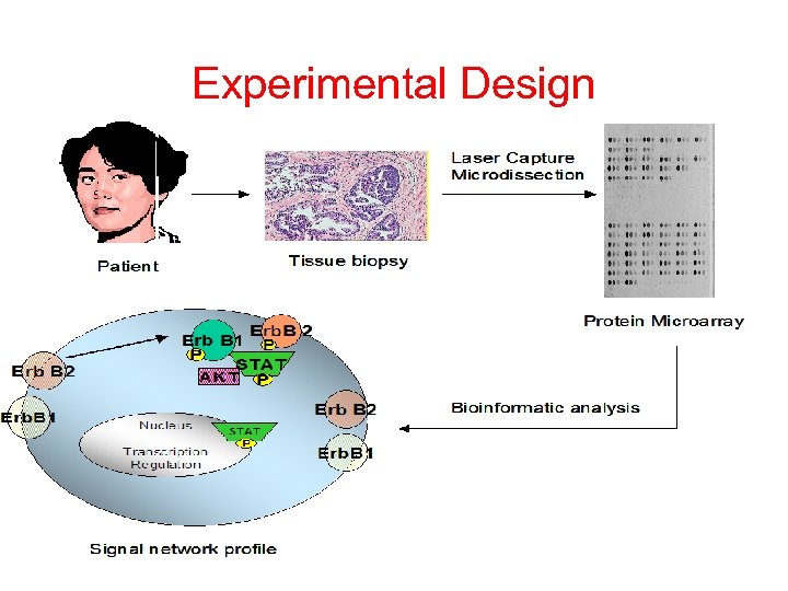 Experimental Design 