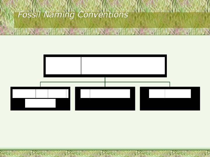 Fossil Naming Conventions 