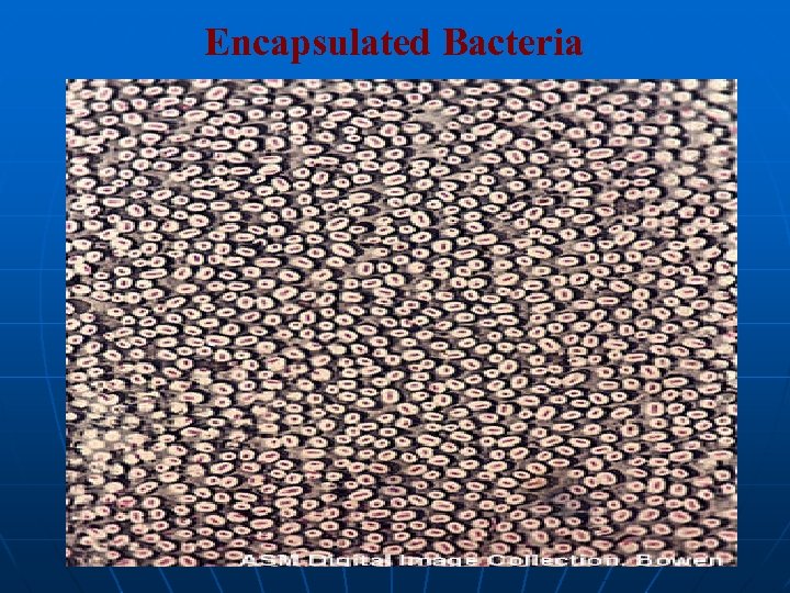 Encapsulated Bacteria 