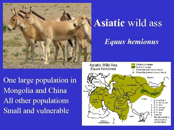 Asiatic wild ass Equus hemionus One large population in Mongolia and China All other