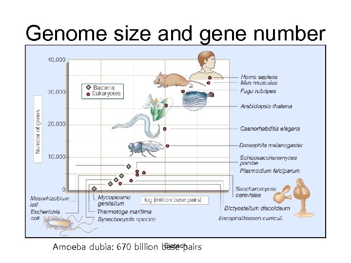 Genome size and gene number Biotech Amoeba dubia: 670 billion base pairs 