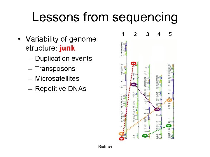 Lessons from sequencing 1 • Variability of genome structure: junk – – Duplication events