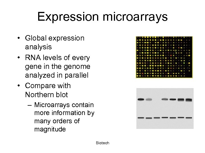 Expression microarrays • Global expression analysis • RNA levels of every gene in the