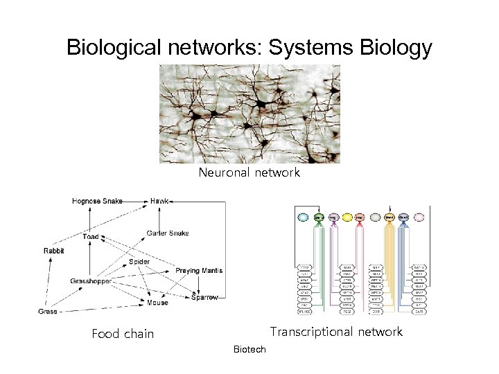 Biological networks: Systems Biology Neuronal network Transcriptional network Food chain Biotech 