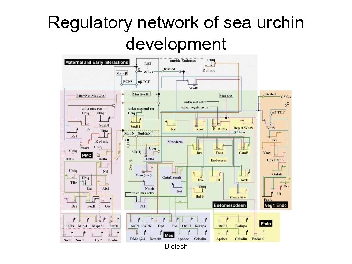 Regulatory network of sea urchin development Biotech 