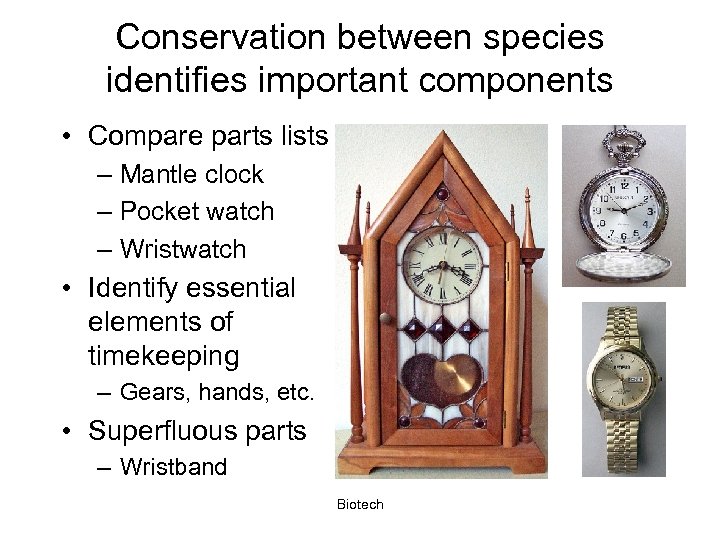 Conservation between species identifies important components • Compare parts lists – Mantle clock –