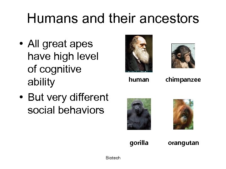 Humans and their ancestors • All great apes have high level of cognitive ability