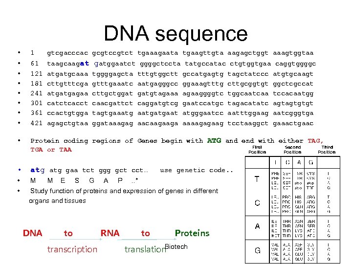 DNA sequence • 1 gtcgacccac gcgtct tgaaagaata tgaagttgta aagagctggt aaagtggtaa • • 61 121