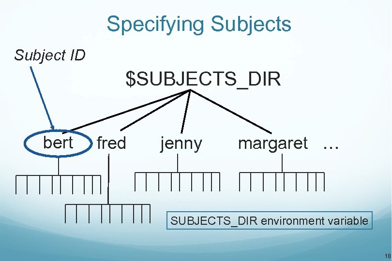 Specifying Subjects Subject ID $SUBJECTS_DIR bert fred jenny margaret … SUBJECTS_DIR environment variable 18