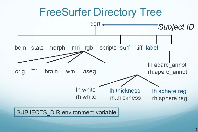 Free. Surfer Directory Tree bert bem stats morph orig T 1 brain mri rgb