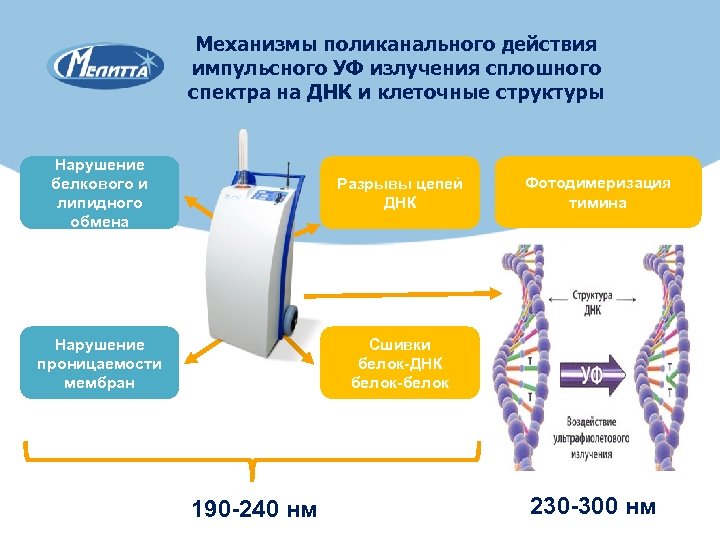 Механизмы поликанального действия импульсного УФ излучения сплошного спектра на ДНК и клеточные структуры Нарушение