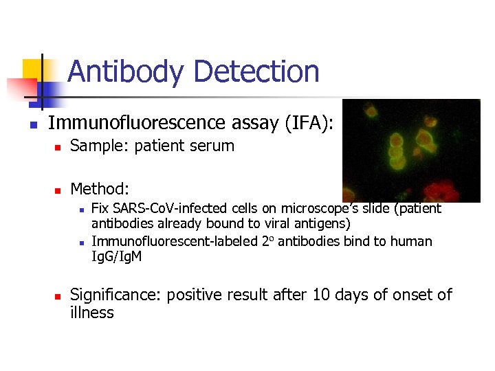 Antibody Detection n Immunofluorescence assay (IFA): n Sample: patient serum n Method: n n