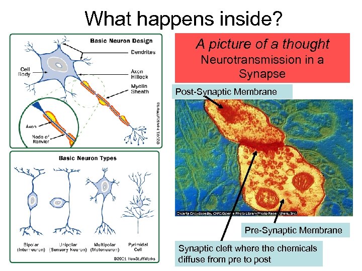 What happens inside? A picture of a thought Neurotransmission in a Synapse Post-Synaptic Membrane