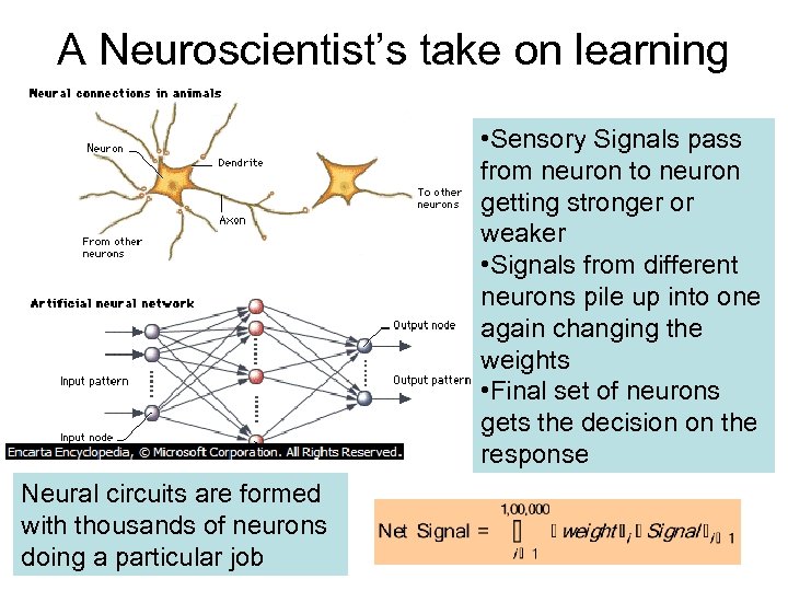 A Neuroscientist’s take on learning • Sensory Signals pass from neuron to neuron getting