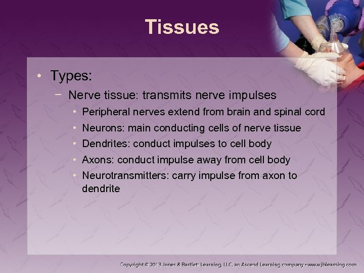 Tissues • Types: − Nerve tissue: transmits nerve impulses • • • Peripheral nerves