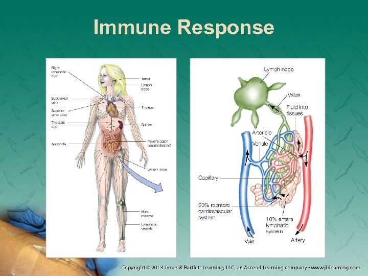 Immune Response 