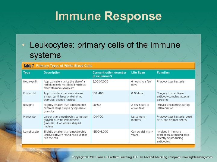 Immune Response • Leukocytes: primary cells of the immune systems 