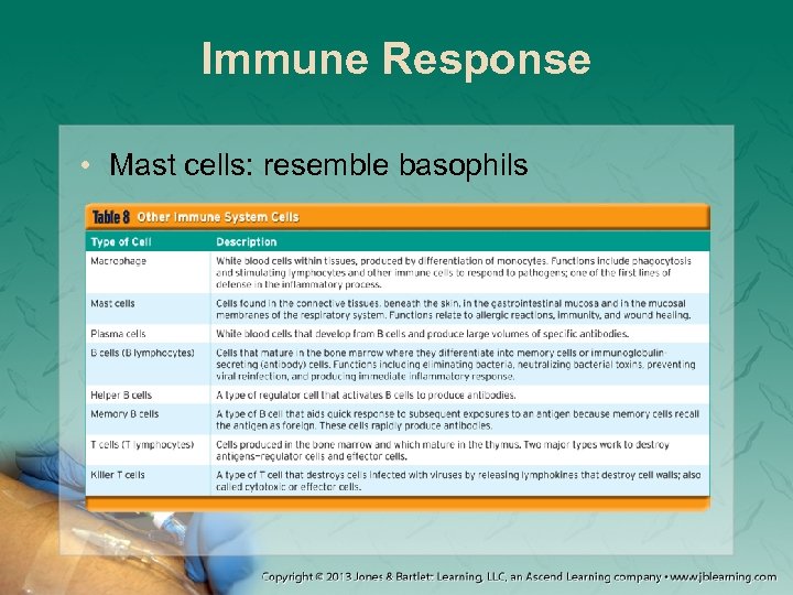 Immune Response • Mast cells: resemble basophils 