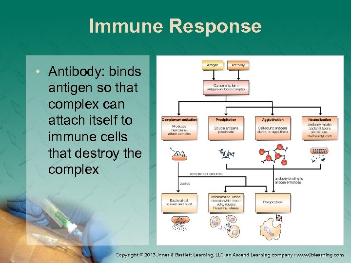 Immune Response • Antibody: binds antigen so that complex can attach itself to immune