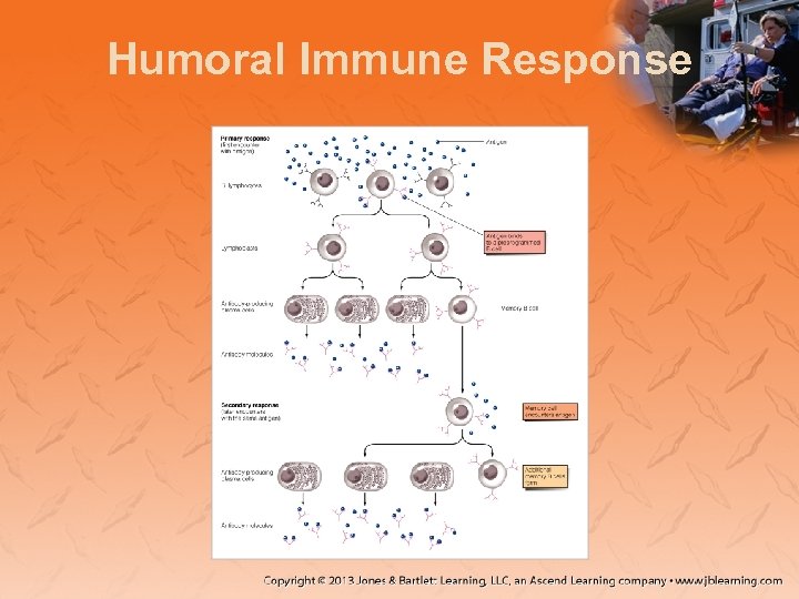 Humoral Immune Response 