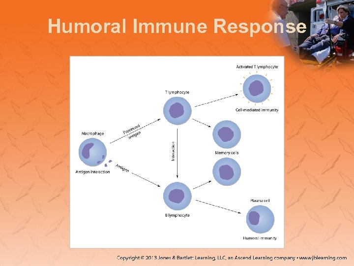 Humoral Immune Response 